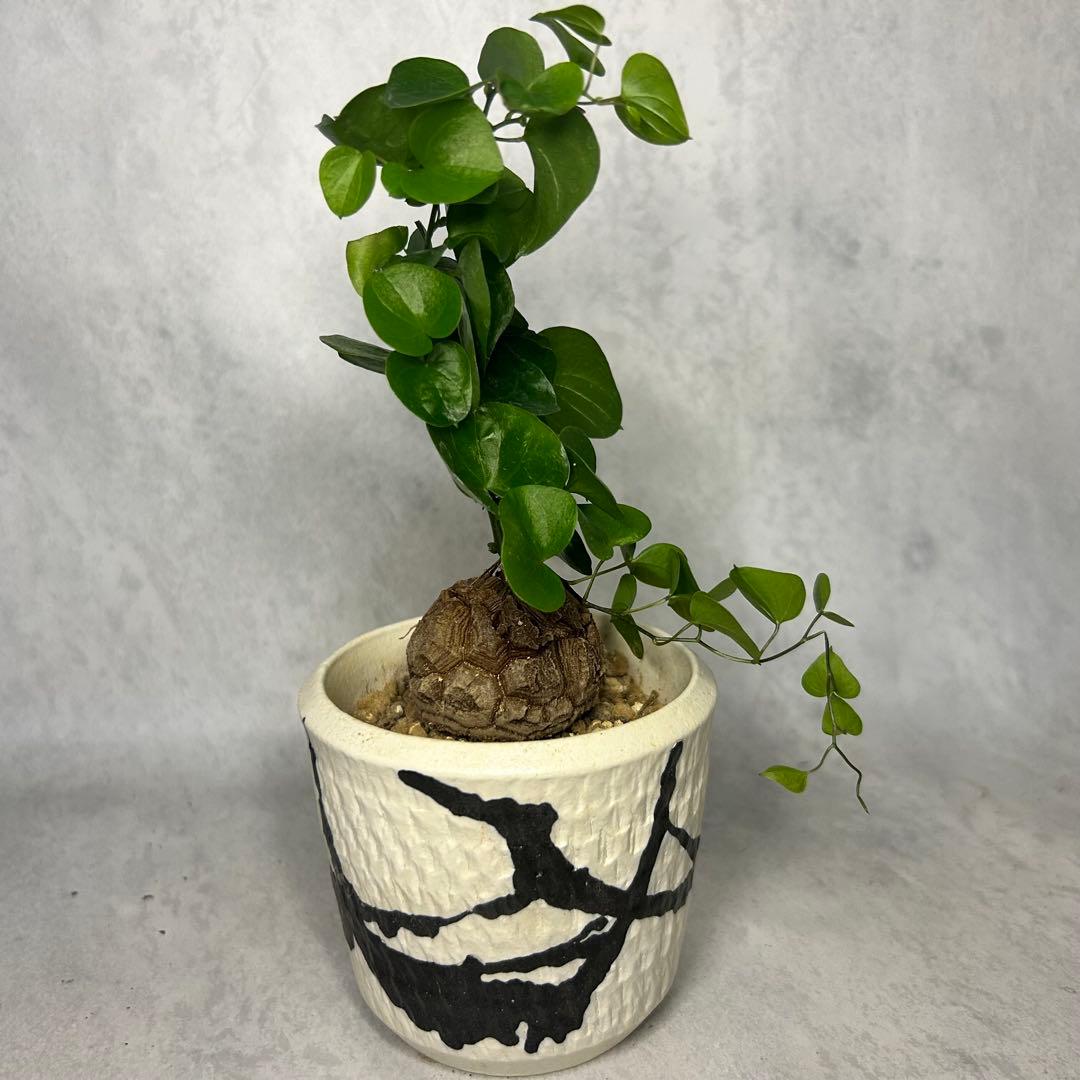 亀甲竜 (鉢入り) 4.5cm越え バキボコ割れ ディオスコレア　塊根植物