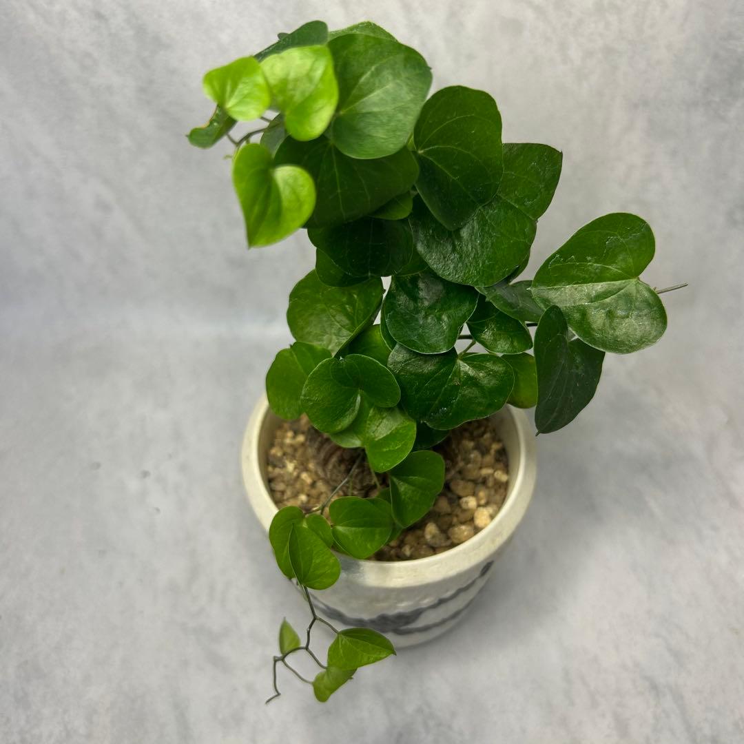 亀甲竜 (鉢入り) 4.5cm越え バキボコ割れ ディオスコレア　塊根植物