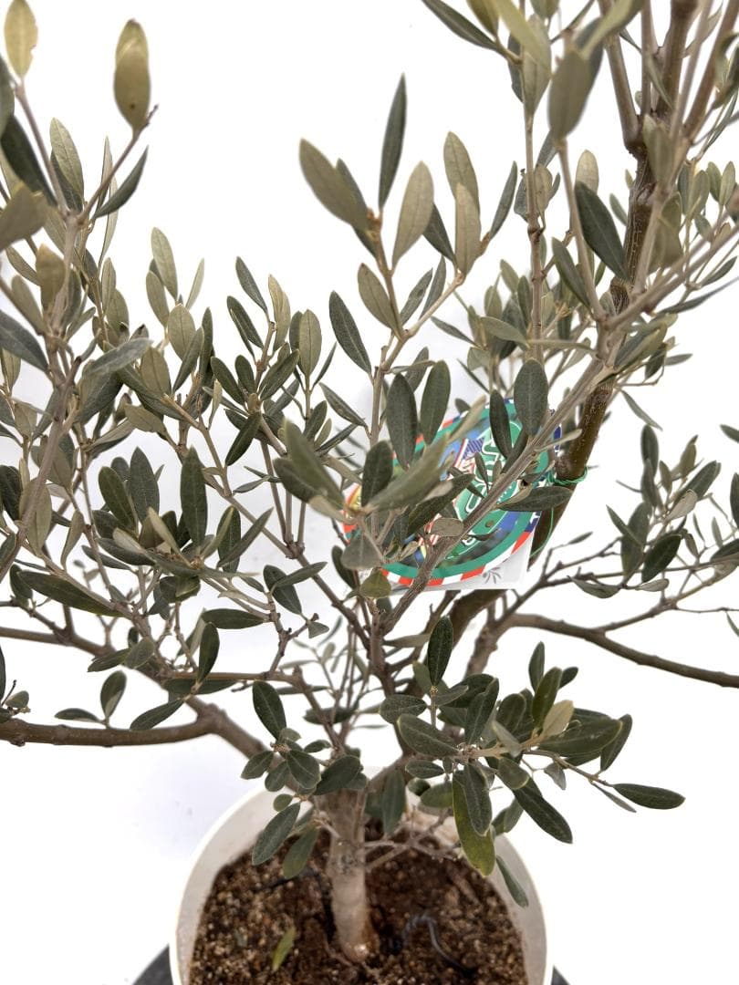 オリーブの木　アメリカン　7号　約100cm　K-295　希少品種　現品掲載