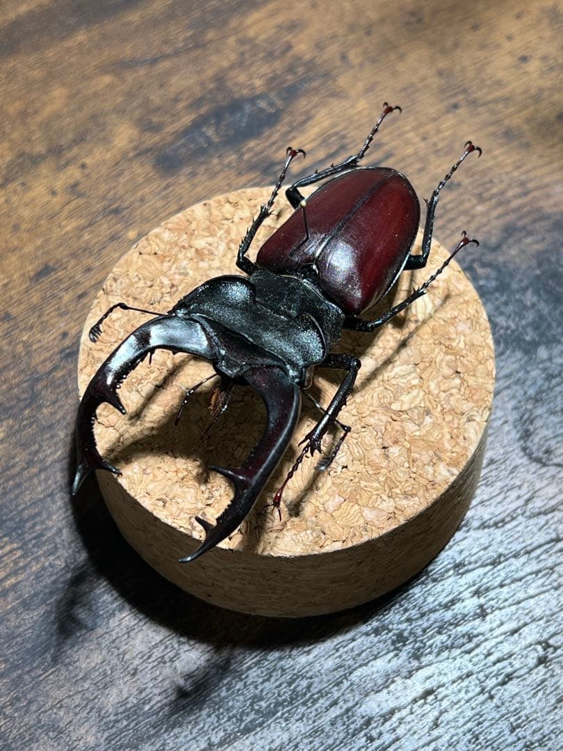 ケルブスミヤマ クワガタ 標本