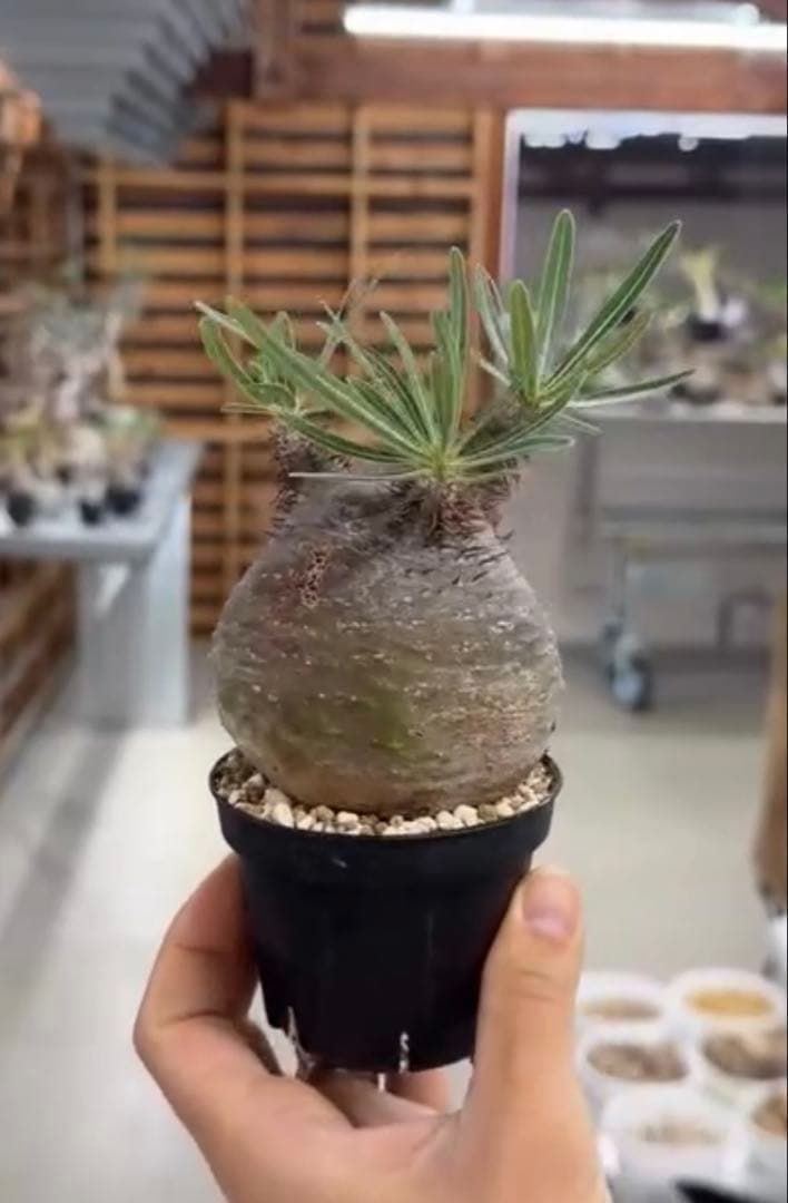 タイムセール‼︎超美株！短枝、まん丸パキポディウム グラキリス（発根済）