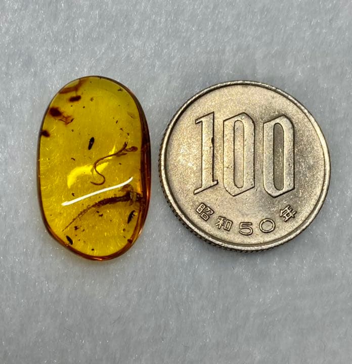 琥珀 虫入り 天然 アンバー  罕石卵  天然石  ムカデ 百足  甲虫