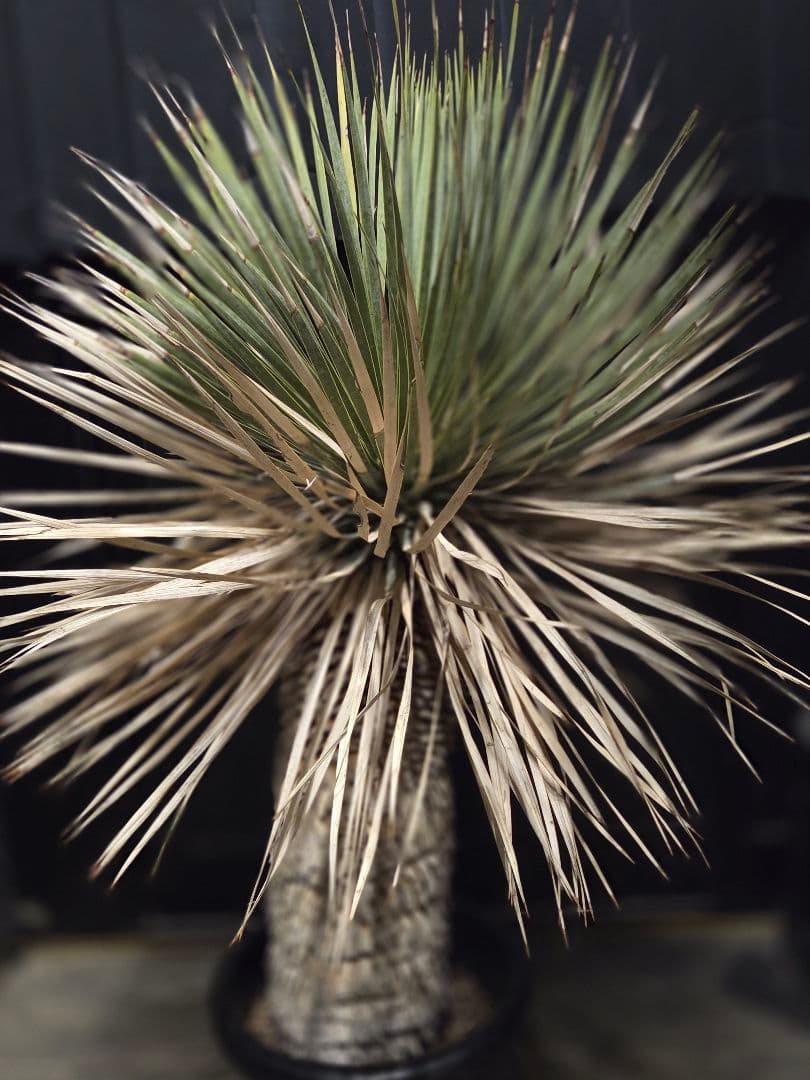 ユッカロストラータ 太株 (ほ)