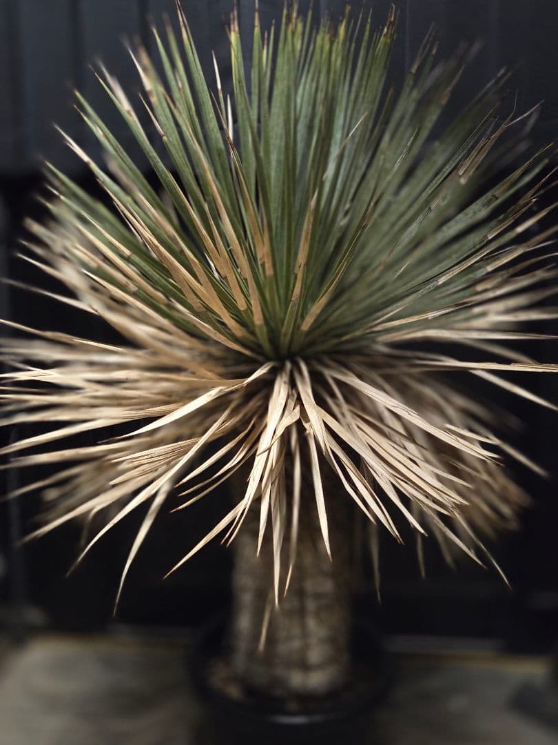 ユッカロストラータ 太株 (ほ)