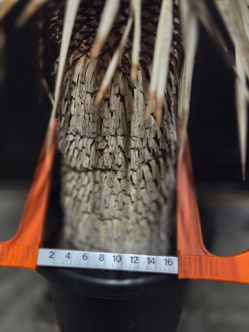 ユッカロストラータ 太株 (ほ)