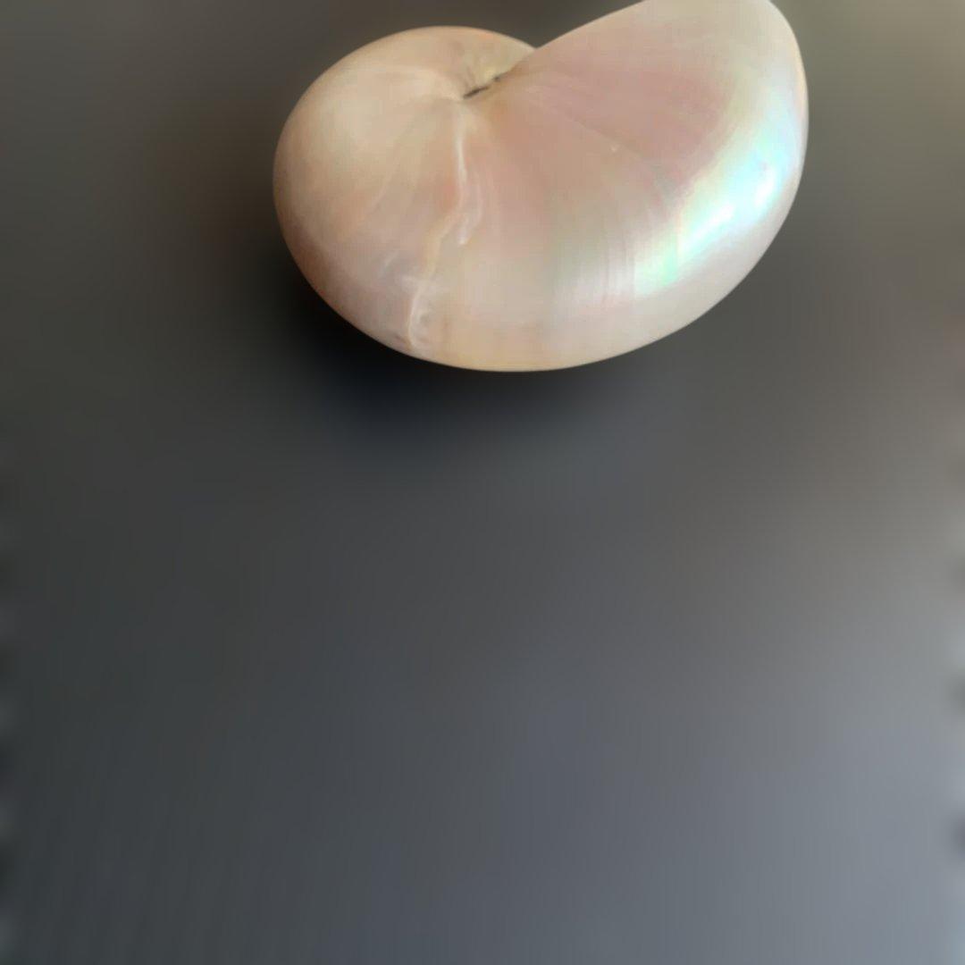 値下げ中！虹色光沢の螺旋貝殻