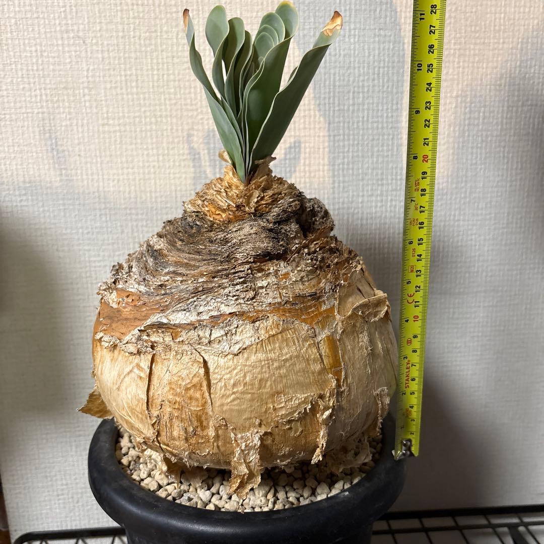 発根済 ブーファン ハエマンソイデス 現地株 検塊根植物 サボテン