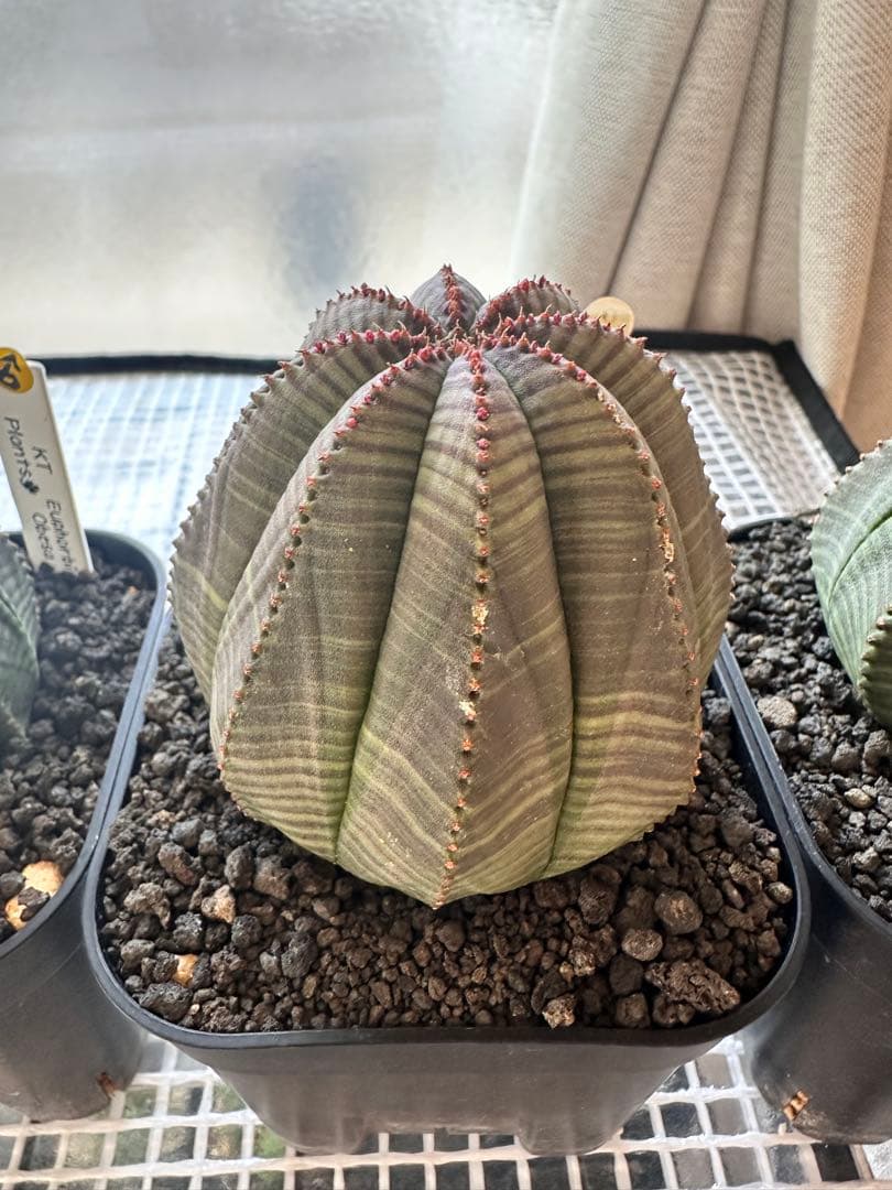 ユーフォルビアオベサ　雄雌セット4株