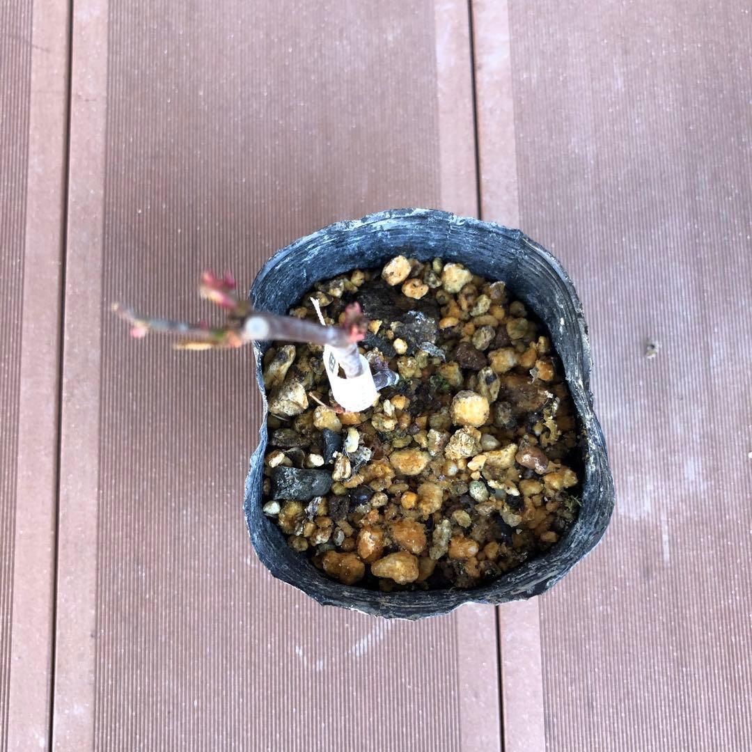 ばら苗 バラ苗 挿し木苗　薄ピンク　小ぶりの苗