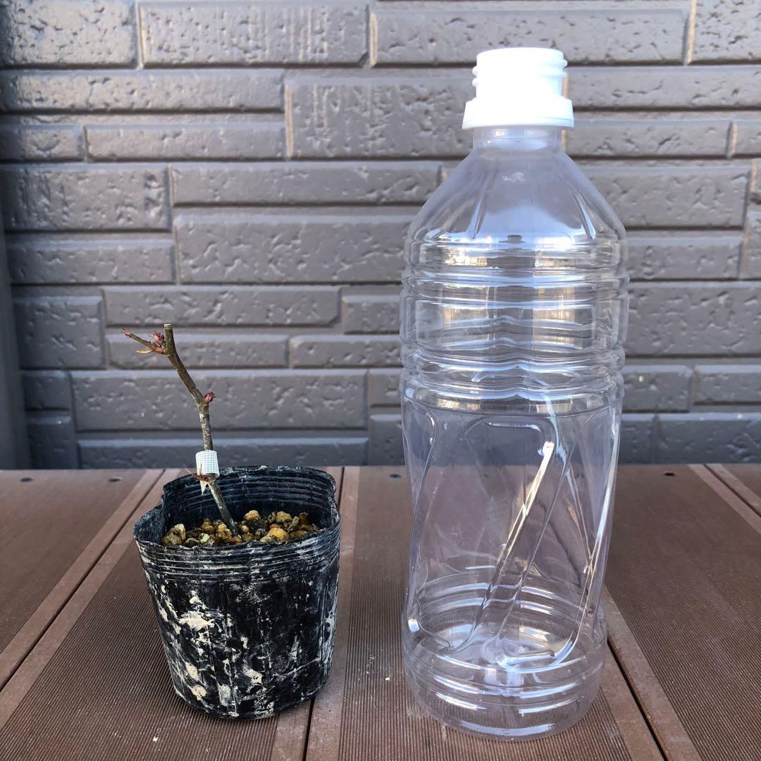 ばら苗 バラ苗 挿し木苗　薄ピンク　小ぶりの苗