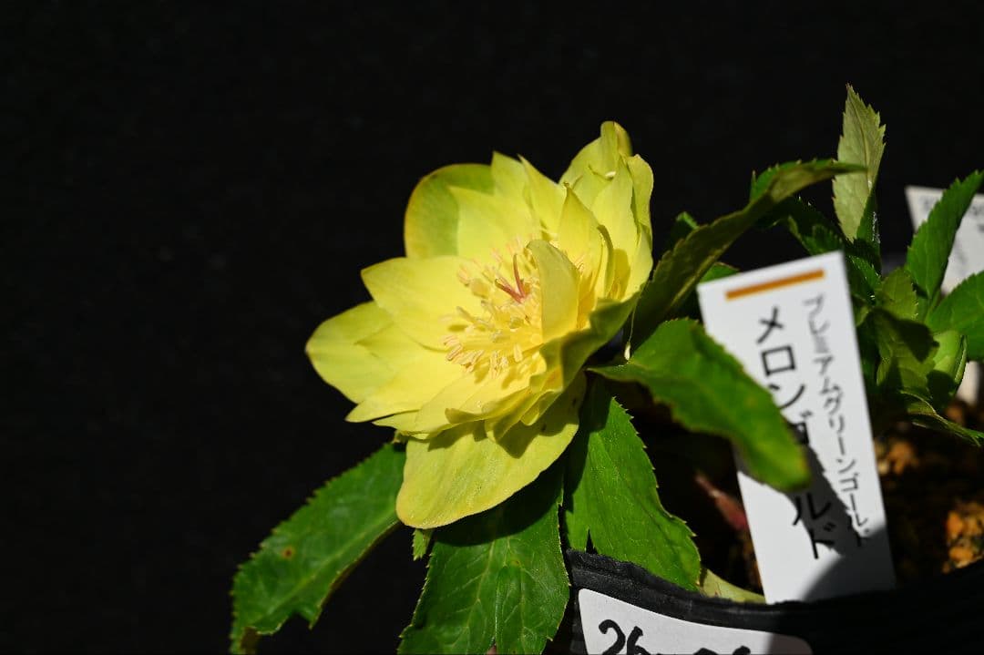 クリスマスローズ　珍品　認定メロンゴールド　加藤農園