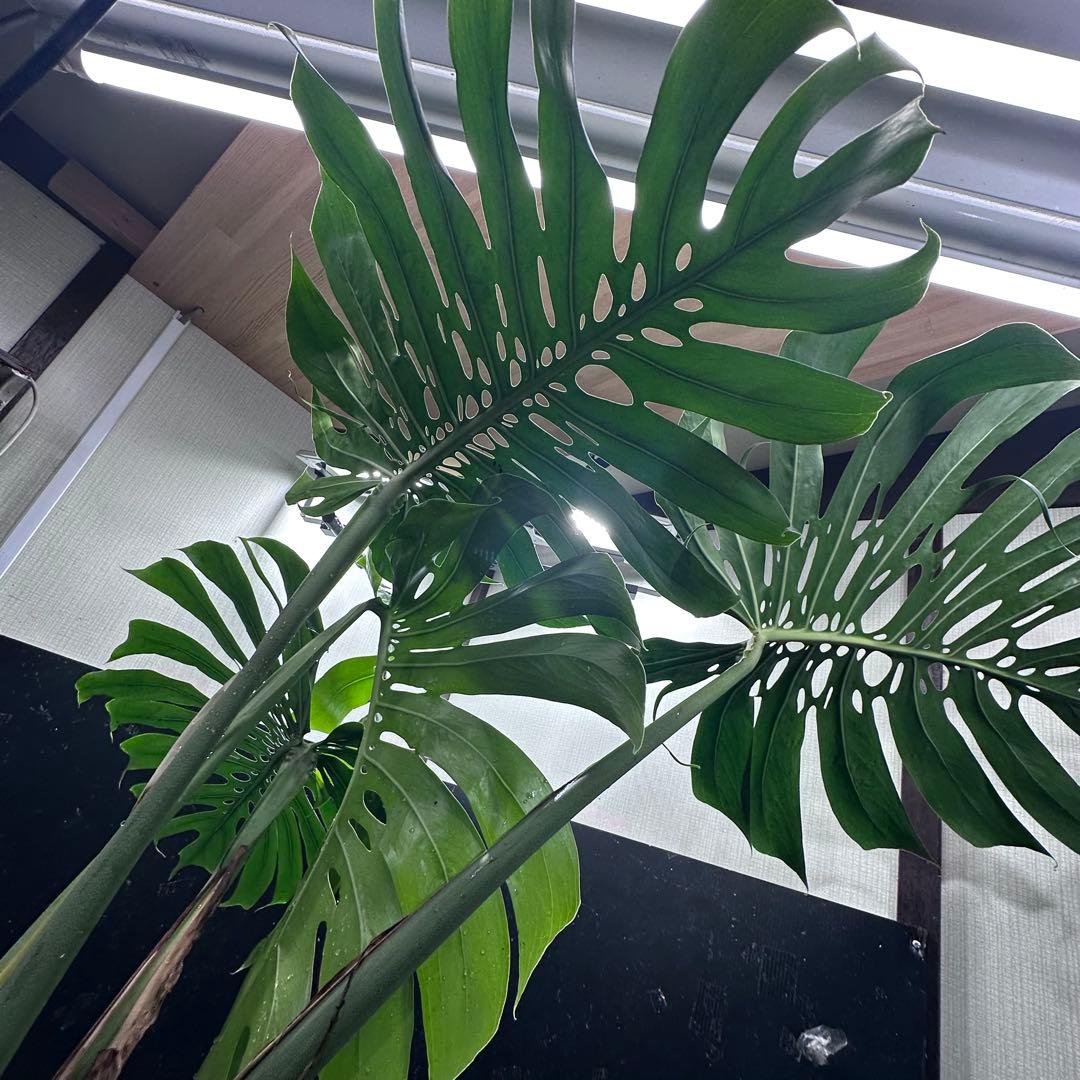 ***様 モンステラデリシオーサマクロコズム超希少系統鉢植え97㎝