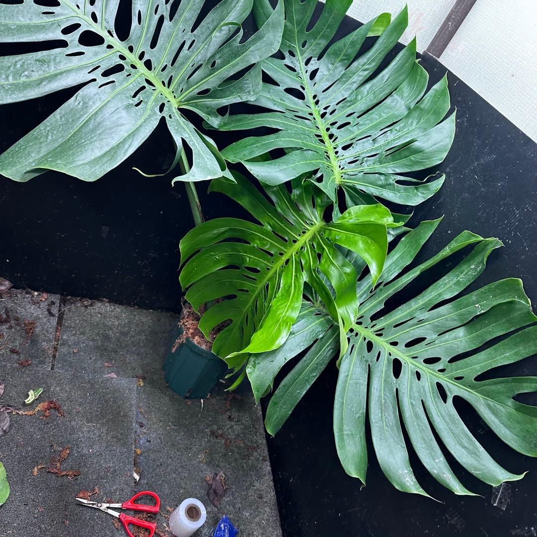 ***様 モンステラデリシオーサマクロコズム超希少系統鉢植え97㎝