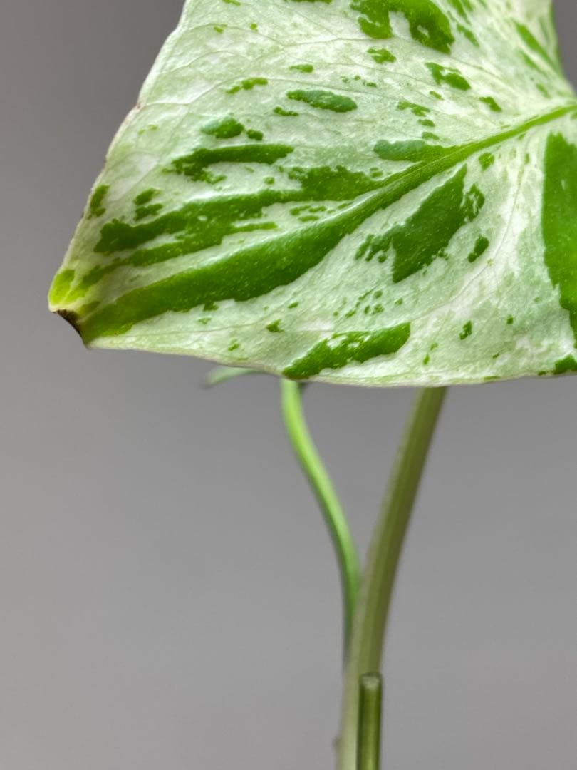 山*本様 【全葉斑入り‼️】モンステラ　デリシオーサ　バルバソー　フシギダネ/ベ