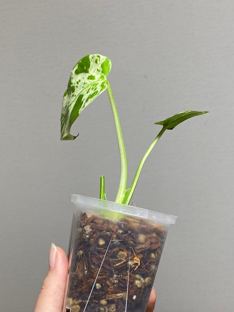 山*本様 【全葉斑入り‼️】モンステラ　デリシオーサ　バルバソー　フシギダネ/ベ