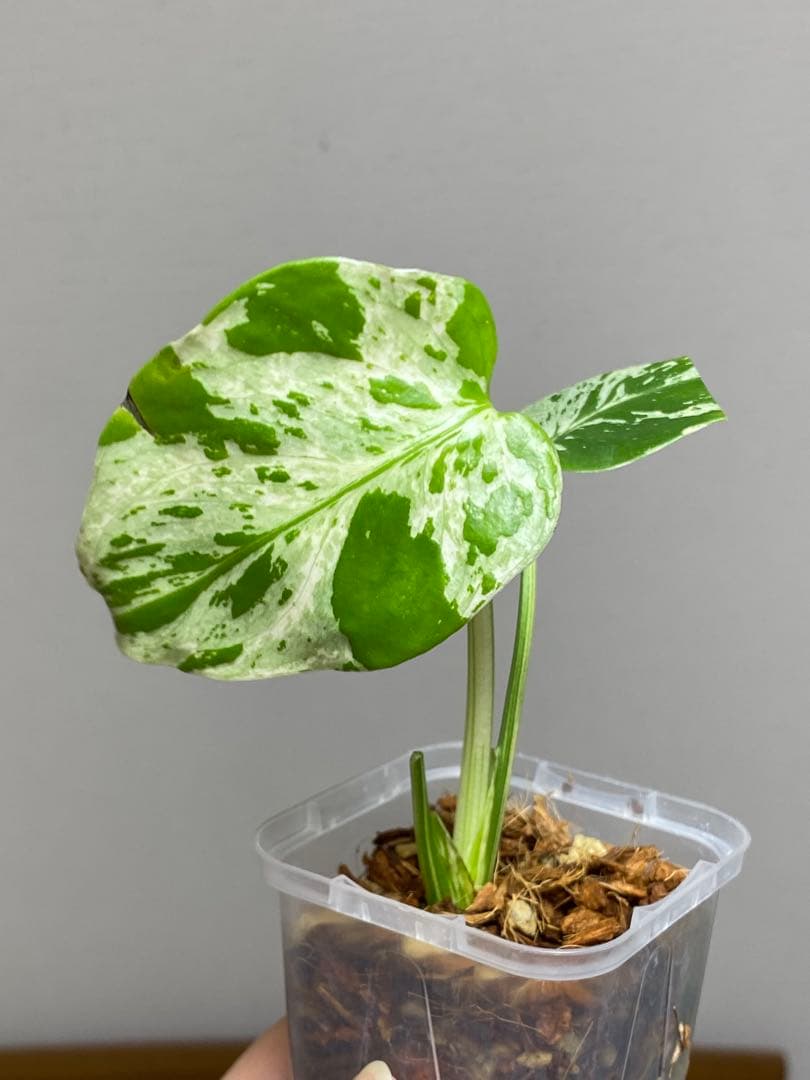 山*本様 【全葉斑入り‼️】モンステラ　デリシオーサ　バルバソー　フシギダネ/ベ