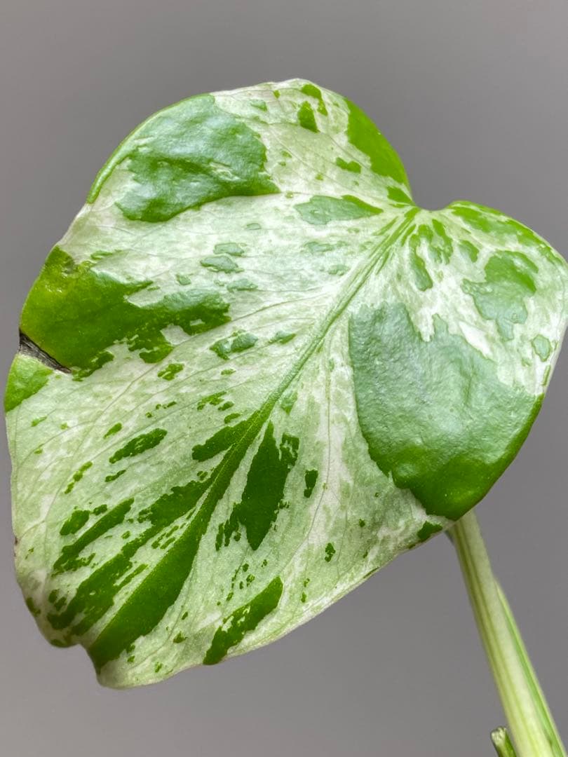 山*本様 【全葉斑入り‼️】モンステラ　デリシオーサ　バルバソー　フシギダネ/ベ