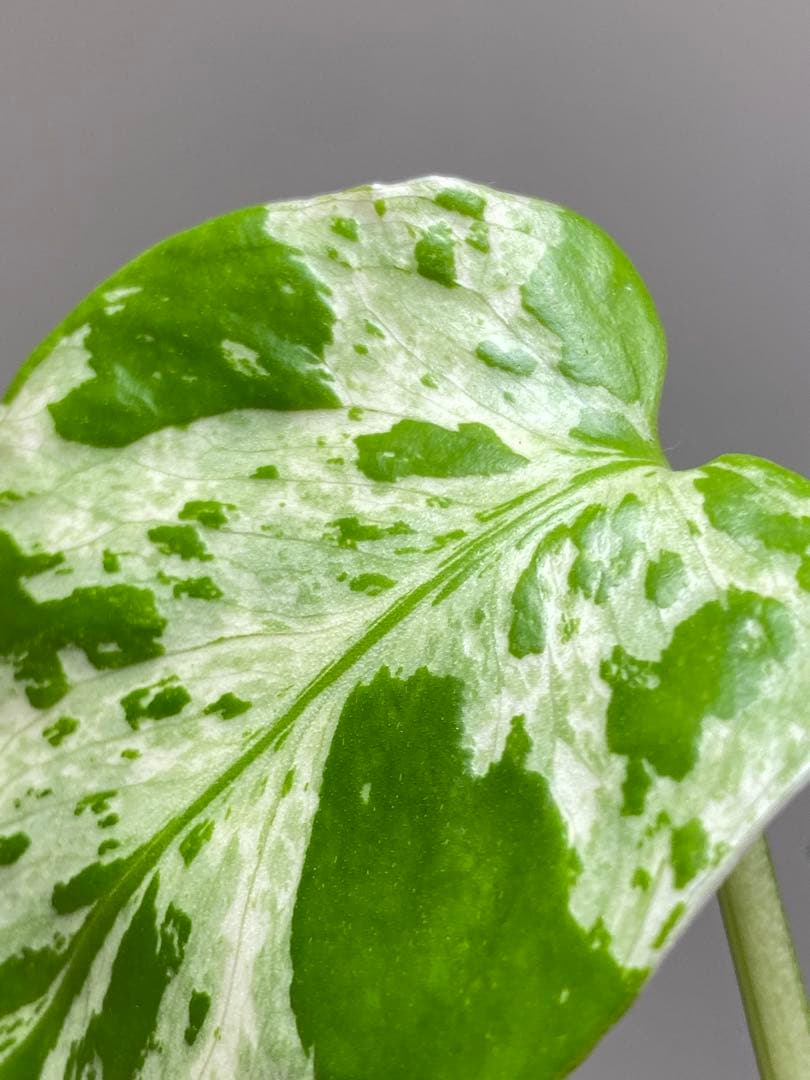 山*本様 【全葉斑入り‼️】モンステラ　デリシオーサ　バルバソー　フシギダネ/ベ