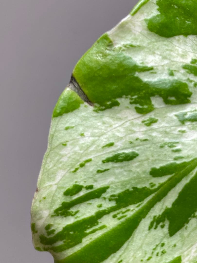 山*本様 【全葉斑入り‼️】モンステラ　デリシオーサ　バルバソー　フシギダネ/ベ