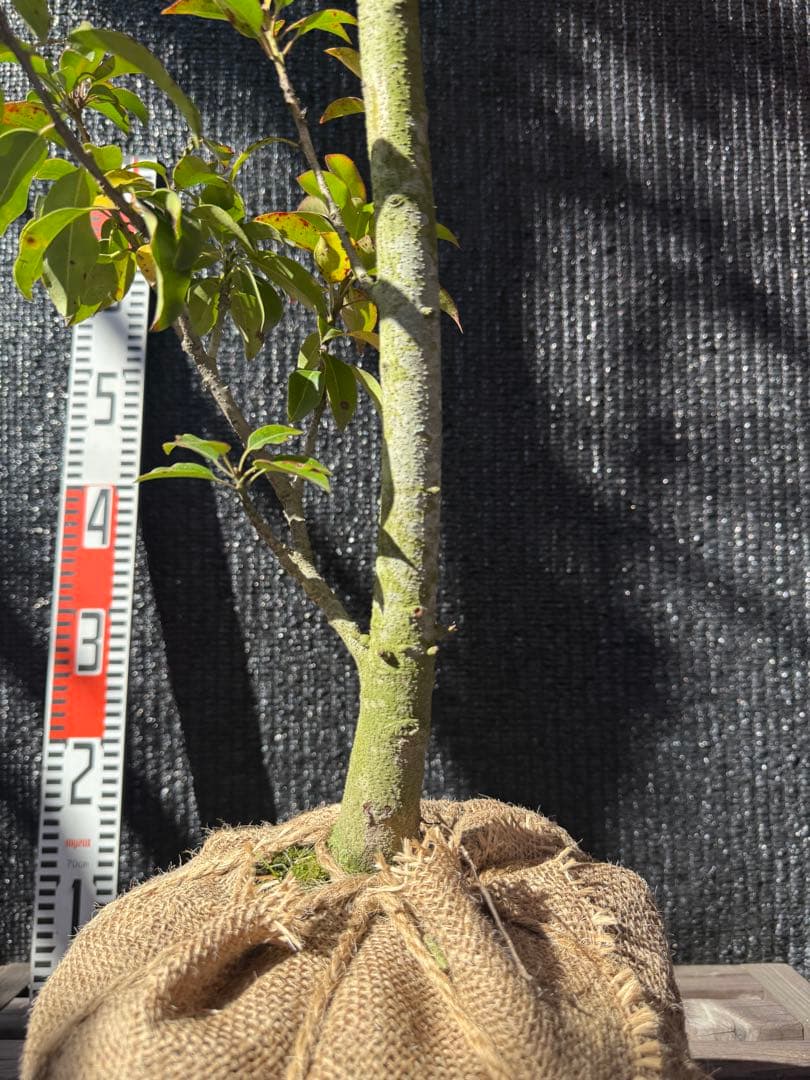 【専用】ソヨゴ　メス株　【品番3469】