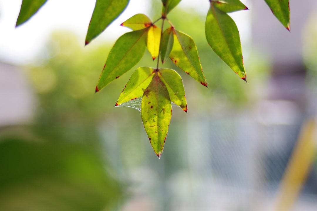 PENTAX ME 35-70mm F4 フィルムカメラスタートセット 中古