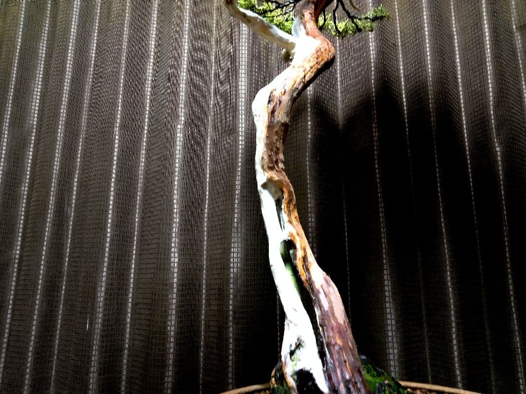 【大品 文人系 真柏盆栽】　　　　⭕樹齢 50年超、セール❗ ★新春限定価格★