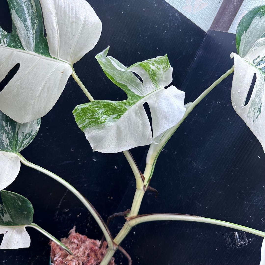 ウ*サ様 斑入りモンステラ ホワイトタイガー極美大株61cm白斑多