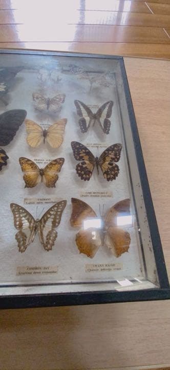 蝶々の剥製(1980年)【絶滅危惧種有り】