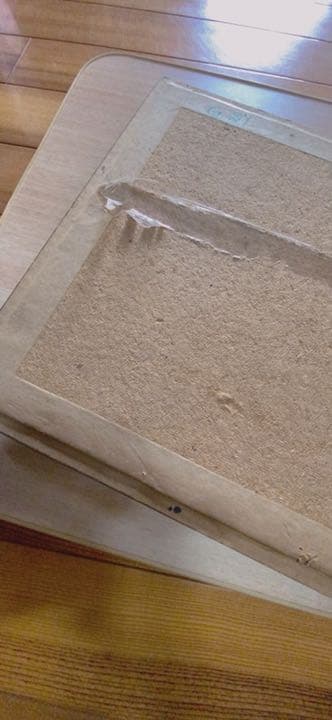 蝶々の剥製(1980年)【絶滅危惧種有り】