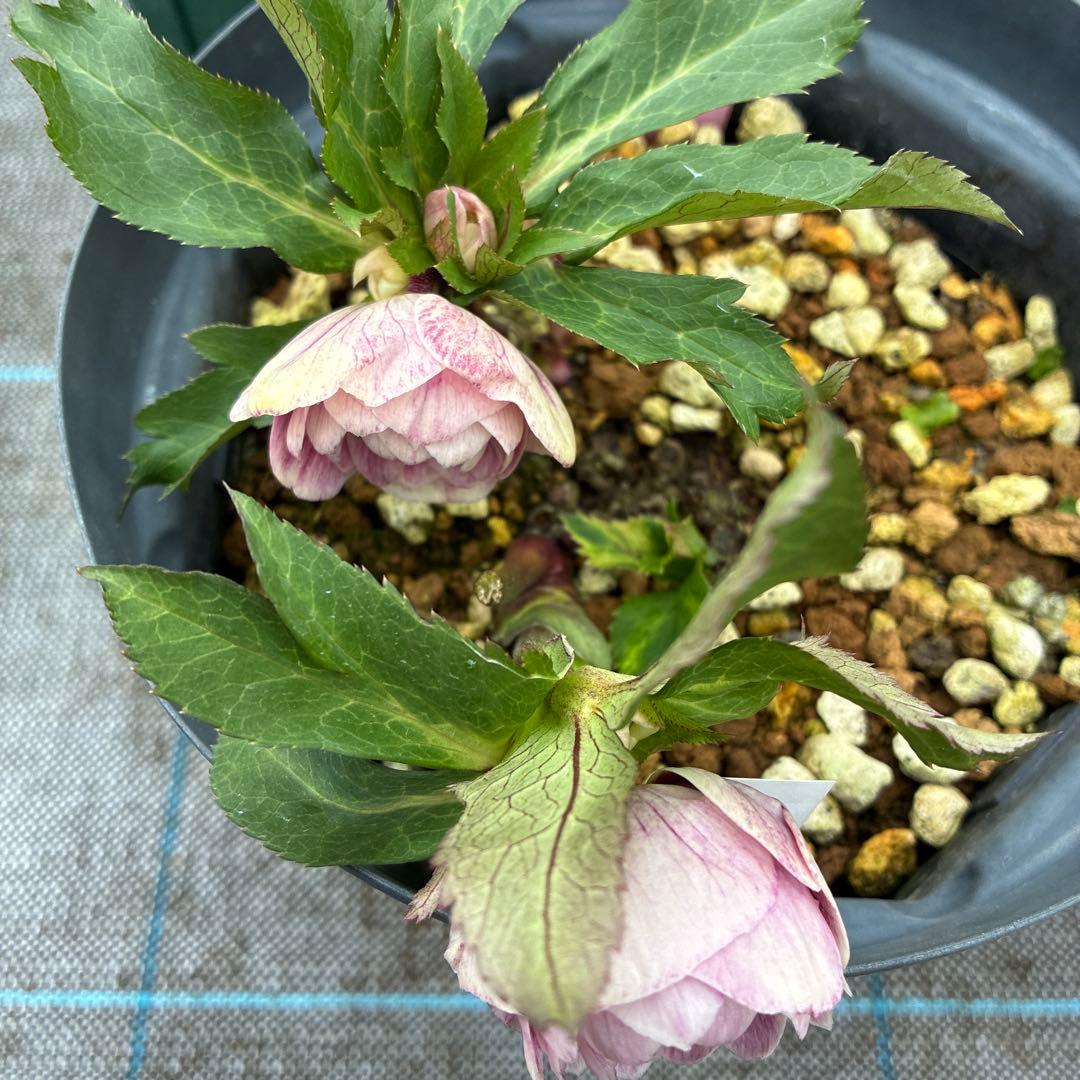 クリスマスローズ　プリマヴェーラ　６寸 加藤農園