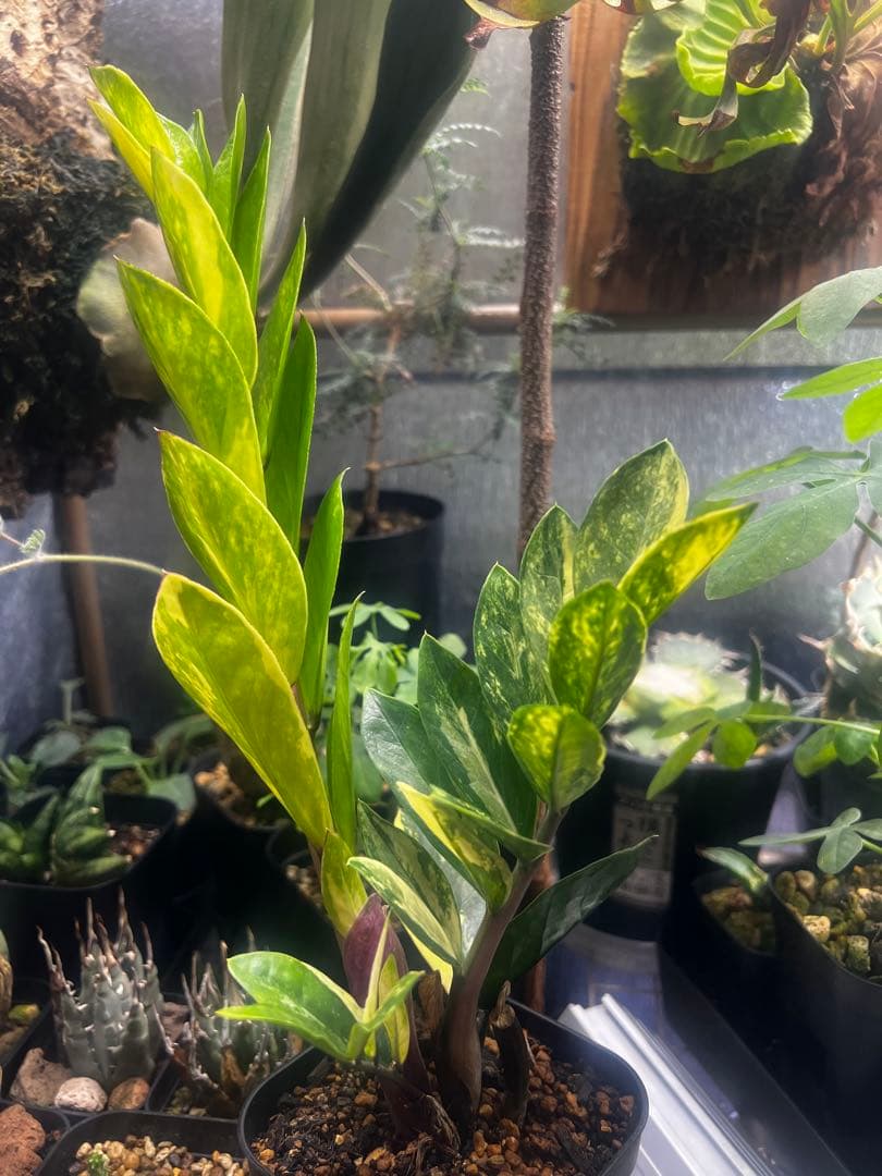 【斑入り】ザミオクルカス・ザミフォーリア