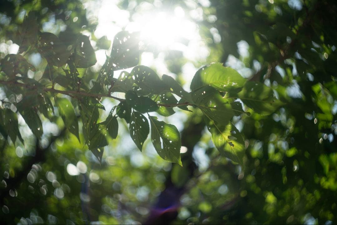 美品+ 分解清掃済 Helios-44-2 58mm f2 ぐるぐるボケ 20