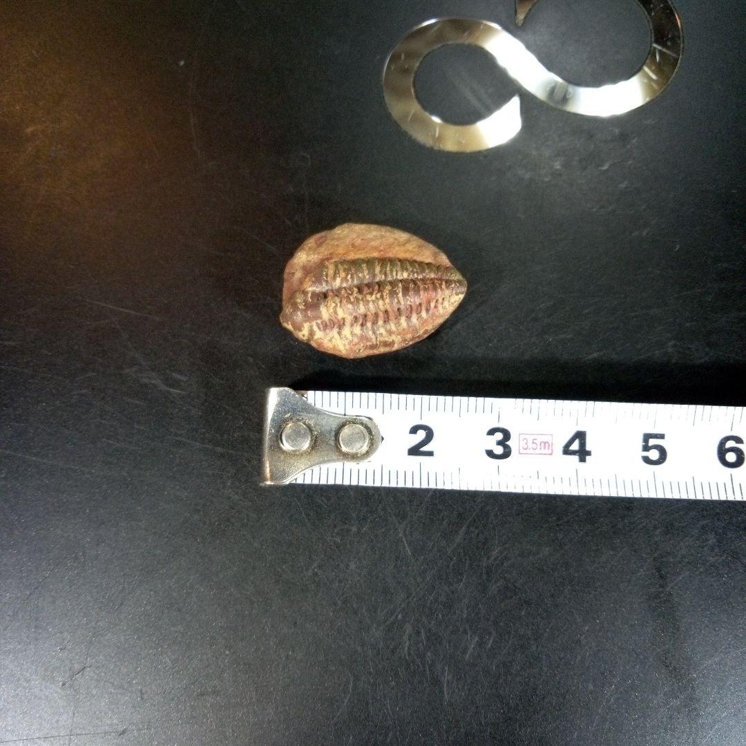三葉虫　化石　fossil　海　ボリビア産　trilobite　海生動物分類⑩