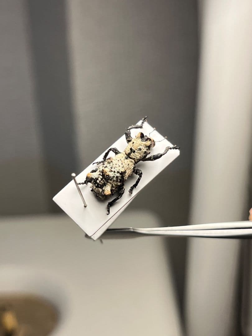 【15mm】シロミノケブカゾウムシ ？標本 タマムシ コメツキ カミキリ