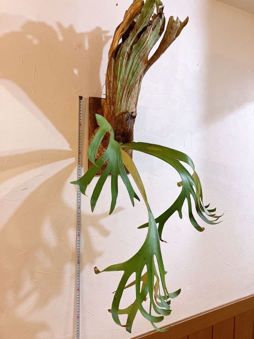 ゲリラ値下げ　ロール大株ビカクシダ　ウィリンキーwild'east java\"