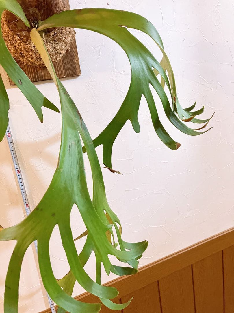 ゲリラ値下げ　ロール大株ビカクシダ　ウィリンキーwild'east java\"