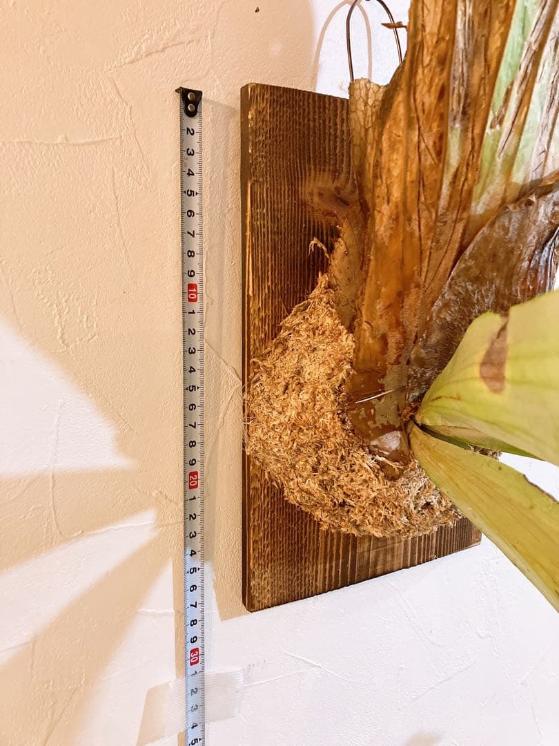 ゲリラ値下げ　ロール大株ビカクシダ　ウィリンキーwild'east java\"