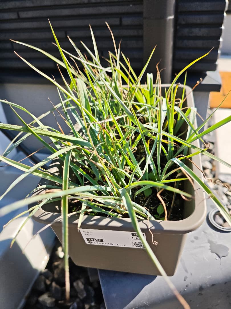 ユッカ　リギダ　全株セット　鉢付き　ロストラータ　アガベ