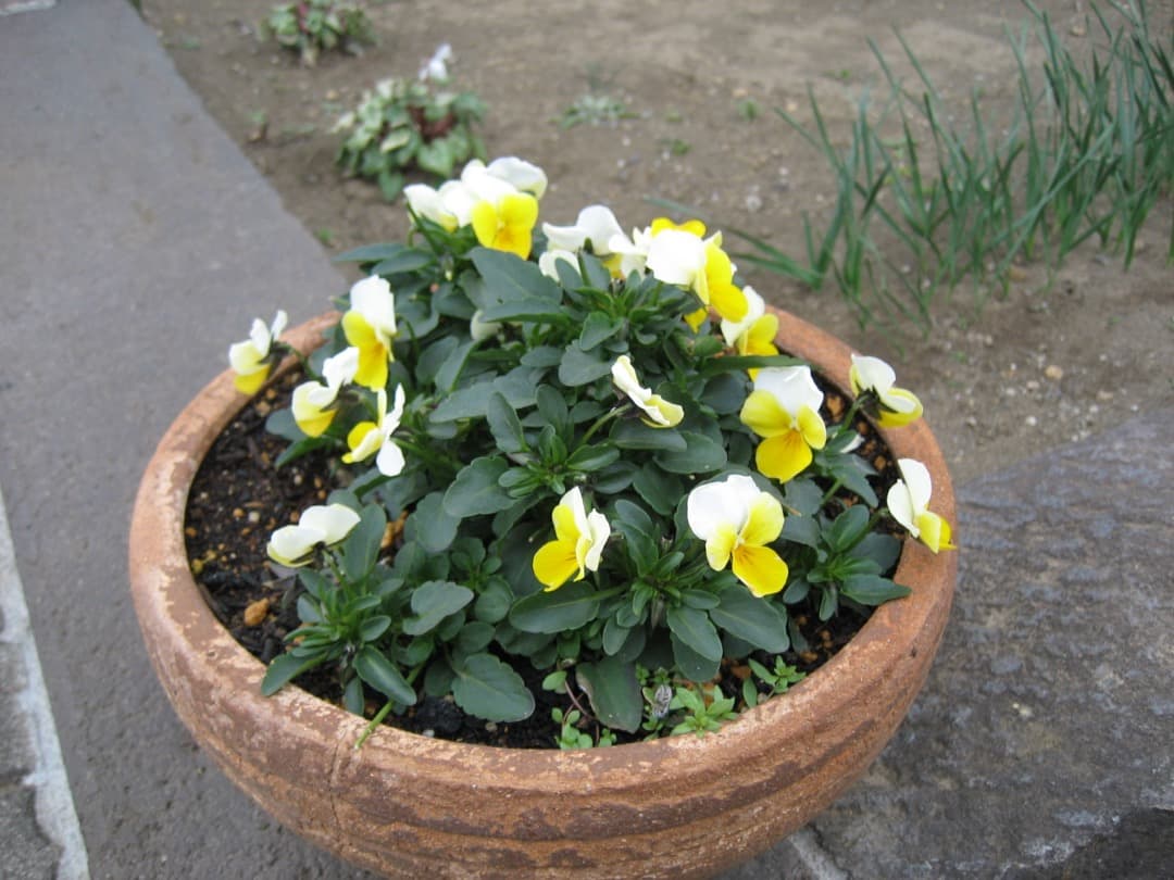 実写美⭕️【動作確認済】Canon　IXY　DIGITAL 70 PC1193