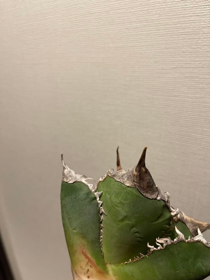 アガベ 緑幽霊 親株