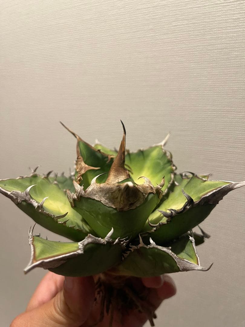 アガベ 緑幽霊 親株