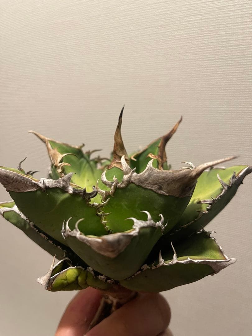 アガベ 緑幽霊 親株