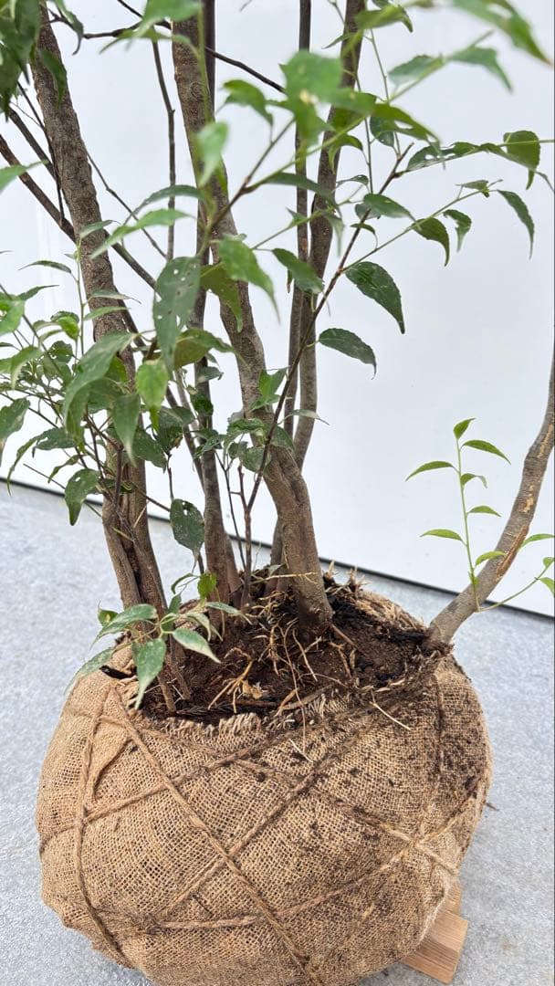 美しい樹形が魅力的 山採り ハイノキ 株立 703 樹高1.7m位 高級樹