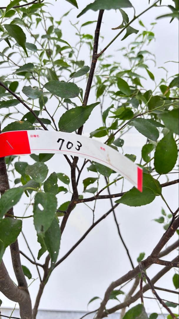 美しい樹形が魅力的 山採り ハイノキ 株立 703 樹高1.7m位 高級樹