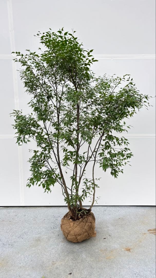 美しい樹形が魅力的 山採り ハイノキ 株立 703 樹高1.7m位 高級樹