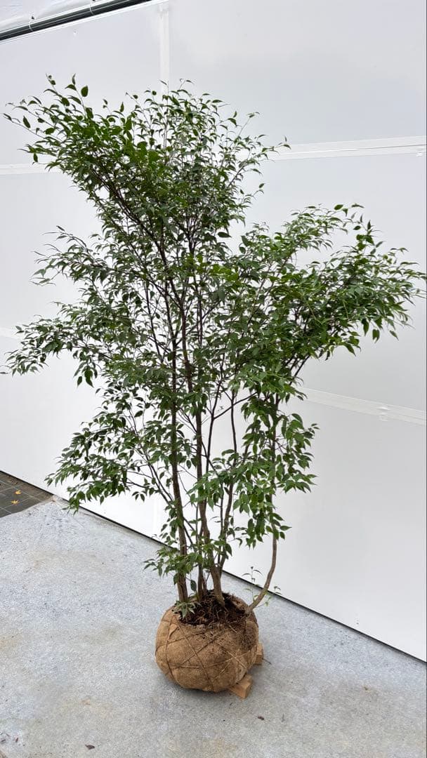 美しい樹形が魅力的 山採り ハイノキ 株立 703 樹高1.7m位 高級樹