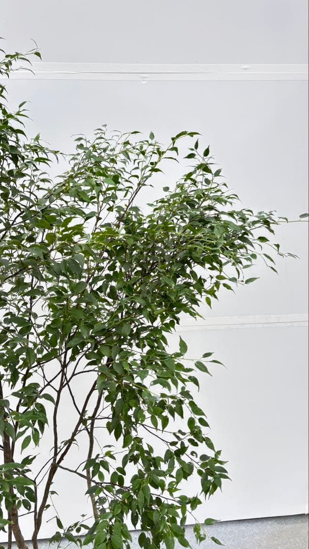 美しい樹形が魅力的 山採り ハイノキ 株立 703 樹高1.7m位 高級樹