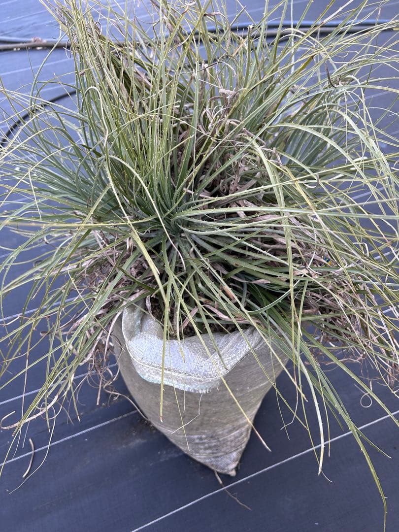 プヤ　セルーレア　7？8？ヘッド 抜き苗