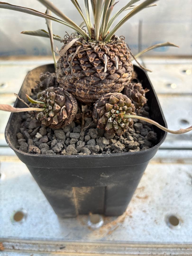 ユーフォルビア　鉄甲丸　実生　群生株