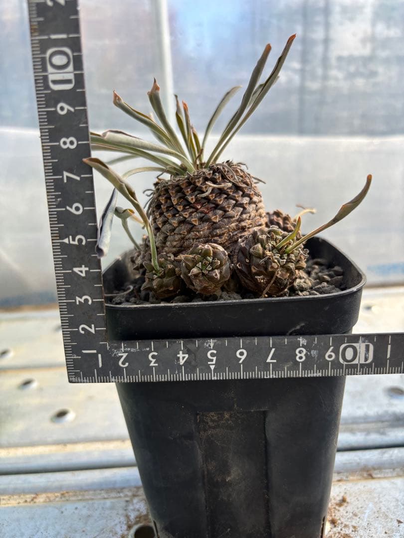 ユーフォルビア　鉄甲丸　実生　群生株